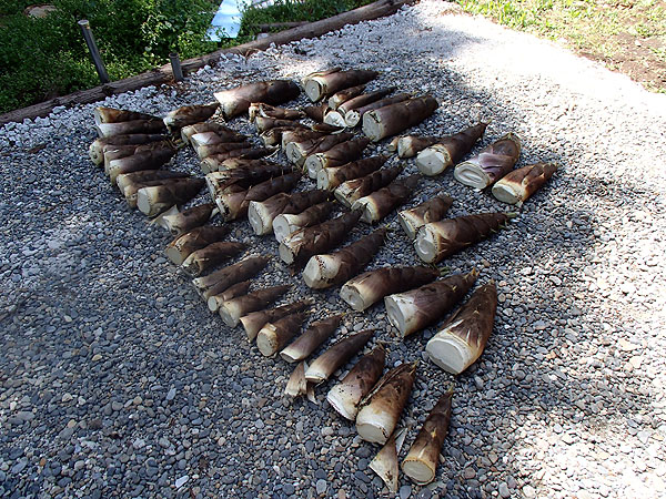 収穫したたけのこ